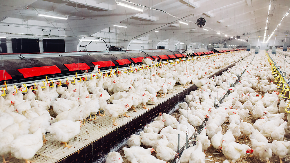 Philips CoreLine WT210C LED Feuchtraumleuchte, 39W 4000K 5000 Lumen, IP68 IK10, 1315mm Polycarbonat-Gehäuse